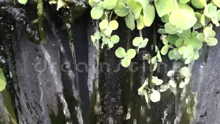 水滴到加勒比海的池塘里视频的预览图