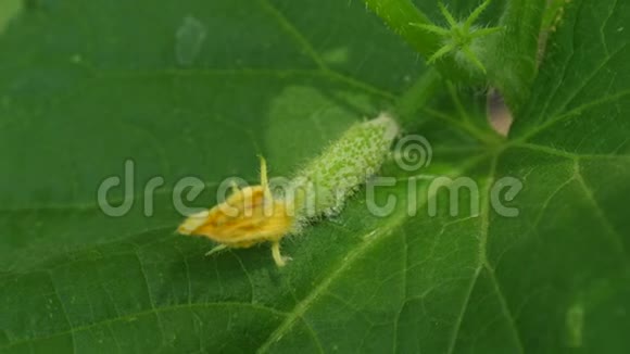 开花的黄瓜黄瓜生长在开花的灌木上新鲜黄瓜生长在开阔的田野上黄瓜种植园视频的预览图