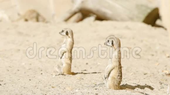 黄色两只猫鼬守护在沙滩上视频的预览图