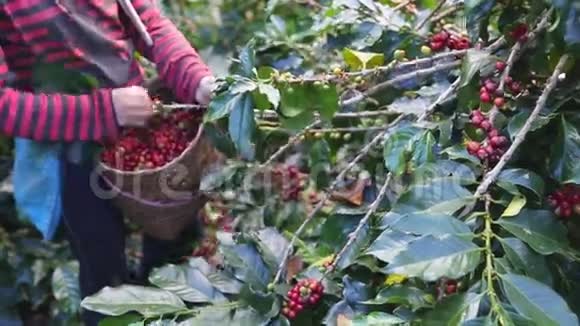 咖啡农采摘成熟的樱桃豆视频的预览图