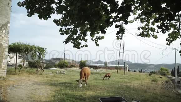在山上草地上放牧的牛视频的预览图