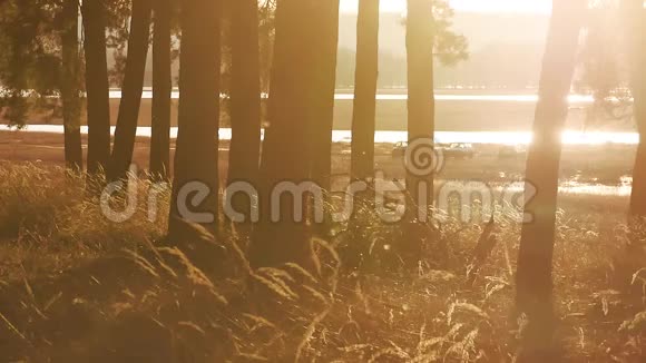 树木茂密的松林景观干草树桩剪影树木在日落前被金色的阳光和阳光背光视频的预览图