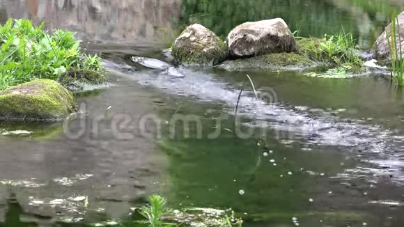 河溪溪水在公园的石头间流淌4K视频的预览图