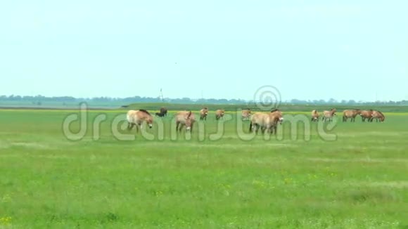 草原的全景在草原上我们看到了Przewalski马和野牛视频的预览图