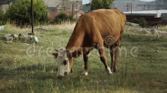 在山上草地上放牧的牛视频的预览图