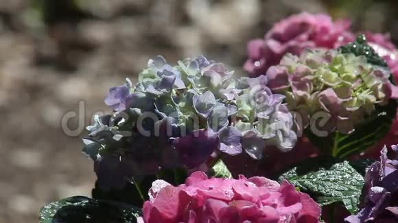 给绣球花浇水视频的预览图