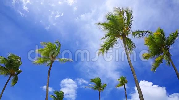 蓝天下的椰子树视频的预览图