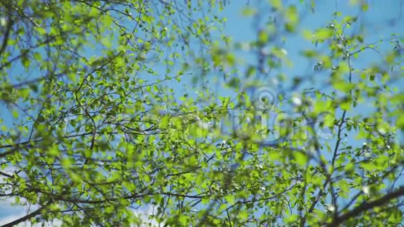 春天的大自然五月一片晴朗的蓝天树上的花蕾绽放视频的预览图