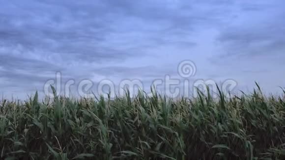 有玉米植物在风中移动的玉米地视频的预览图