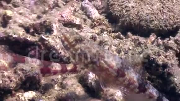 菲律宾野生动物海洋中的海洋生物在海底寻找食物视频的预览图