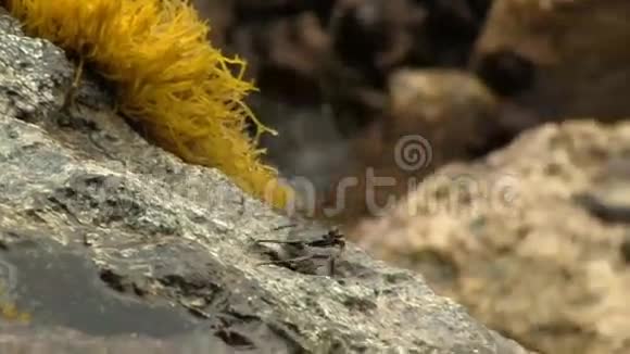 带着黄色植物波浪在岩石上的黑蟹视频的预览图