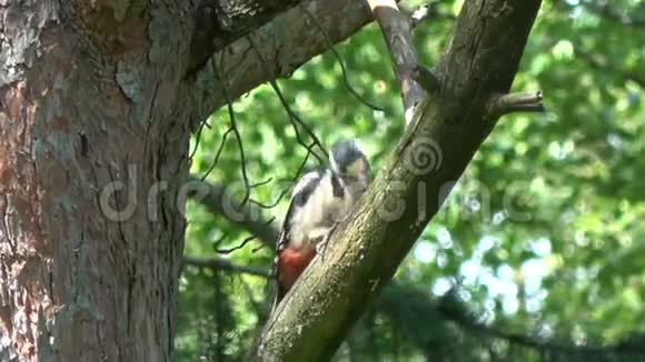 松树上的斑点啄木鸟视频的预览图
