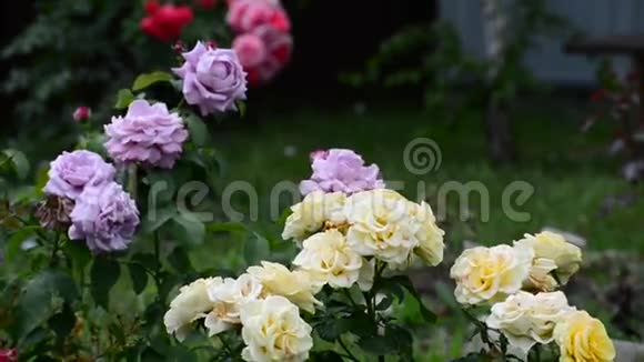 用不同颜色的玫瑰分割花园视频的预览图