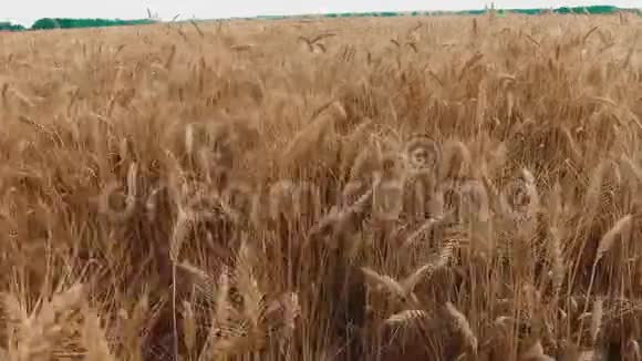 麦田一阵阵金色的麦穗将慢动作视频定格农业农业农业视频的预览图