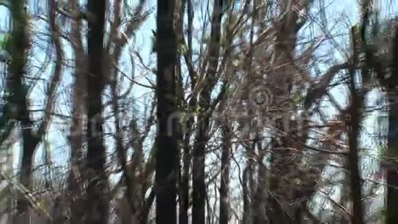 澳大利亚丹德农山脉烧树视频的预览图