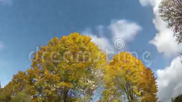 云彩掠过黄色的枫树时间流逝4K视频的预览图