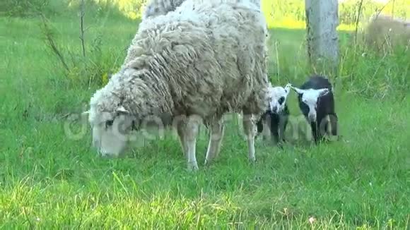 一群山羊去散步有大山羊和小孩他们吃草视频的预览图