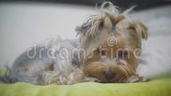 很可怜的狗悲伤的边境约克郡梗这条狗病了想念它的主人生病的狗躺在床上生活方式视频的预览图