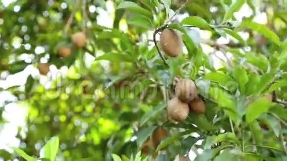 萨波迪拉水果的有机视频的预览图