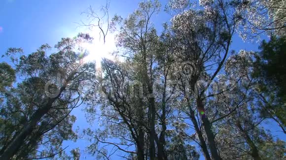 澳大利亚Dandenong山脉烧毁的树木视频的预览图