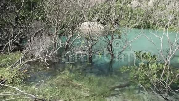 在绿松石水中生长的红树林视频的预览图