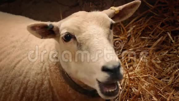 羊在巴恩特写镜头中咀嚼干草视频的预览图