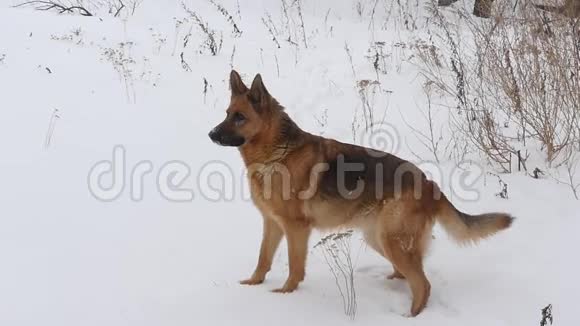 德国雪中牧羊犬视频的预览图