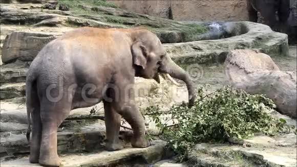在野生动物园里吃树叶的大象视频的预览图