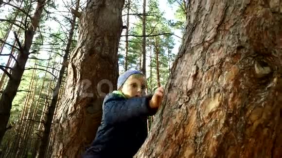 男孩已种在高大的松树上那个男孩很高兴坐在公园的一棵高树上星期日假期视频的预览图