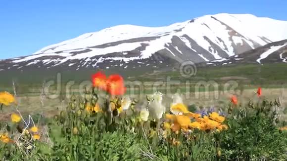 雪山背景下的花朵视频的预览图