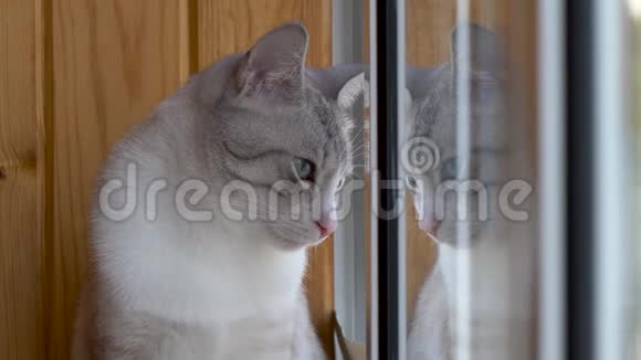 漂亮的俄罗斯欧洲猫坐在窗台上视频的预览图