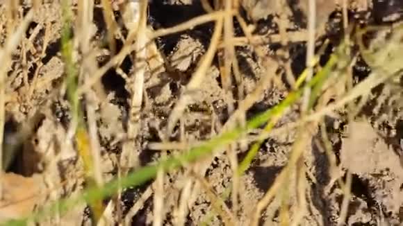 运动蚂蚁在蚁丘里合作运动视频的预览图