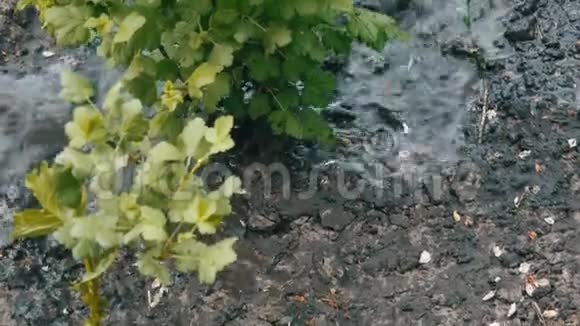 从水管里流出的一串水把春天花园里的植物灌进来视频的预览图
