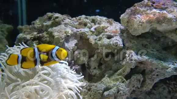 黄色小丑鱼在游泳视频的预览图