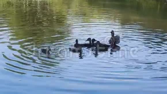 在炎热的日子里人们在湖上喂鸭子视频的预览图