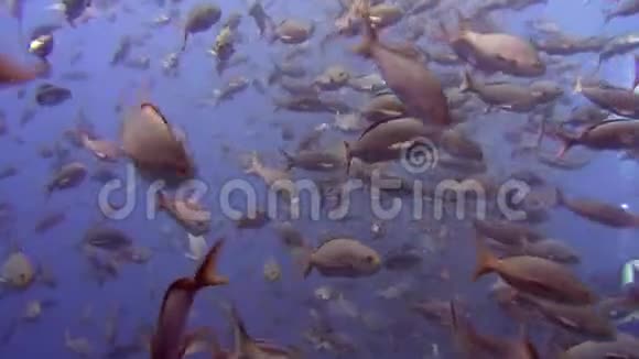 加拉帕戈斯群岛海底鱼群背景研究视频的预览图