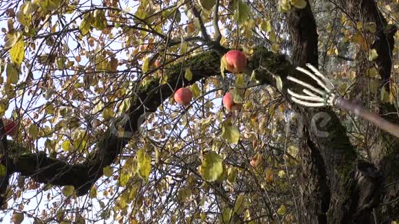 园艺工具采摘成熟苹果视频的预览图