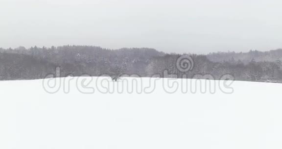 神圣的展开拍摄的田野和冬季森林树木被雪覆盖在薄雾中4k完美的打开文本的场景空间视频的预览图