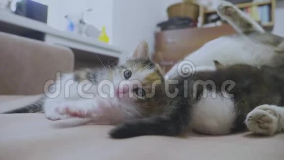 白两只小猫玩着睡觉互相咬着尾巴两只小猫播放慢动作视频小猫视频的预览图