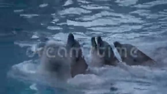 一群海豚头顶着白鲸视频的预览图