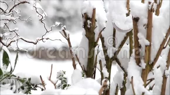 冬天的风景树枝上的雪视频的预览图