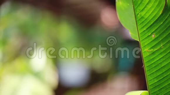 奢华的热带植物在一个温泉度假胜地与吊床在露台上的丛林模糊的博克从植物视频的预览图