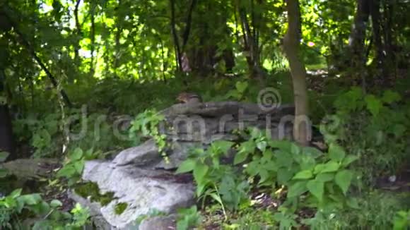 森林里石头上的花栗鼠家鼠的条纹啮齿动物野生动物视频的预览图