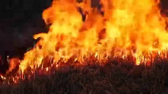 野外燃烧视频的预览图