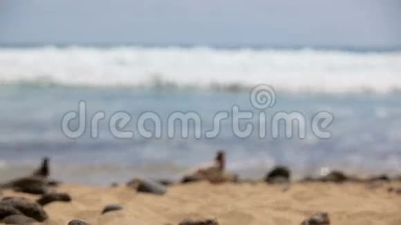 风景如画的海洋景观特内里费海洋海浪海滩鸽子在海岸上视频的预览图