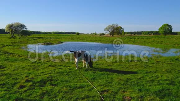 一头牛在池塘附近的草地上觅食视频的预览图