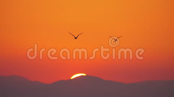 在夕阳的天空中飞翔的海鸥视频的预览图