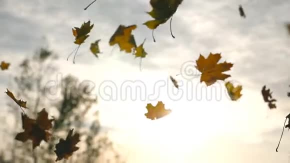秋天公园里的黄叶飘落阳光透过它照耀美丽的风景背景缤纷的秋天视频的预览图