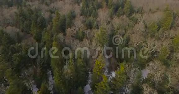 从无人驾驶飞机俯瞰乌克兰森林上空4k视频的预览图