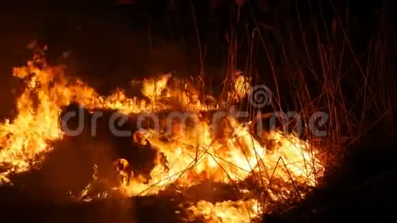 近距离观看一场可怕的危险的野外大火烧干草草一大片大自然中视频的预览图